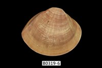 藏品(中華文蛤)的圖片